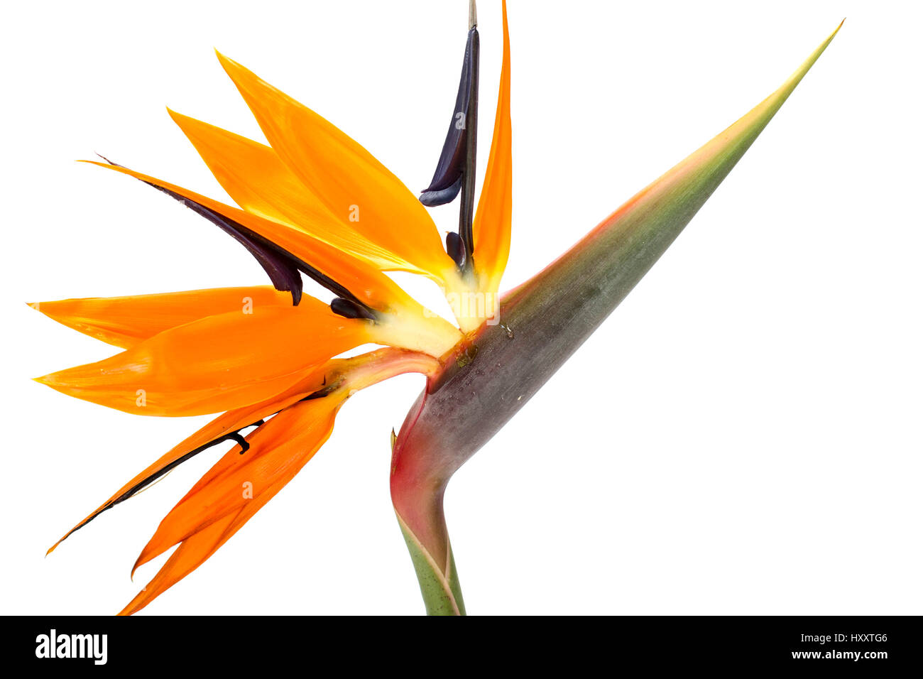 Bird of paradise flower (South African) Stock Photo