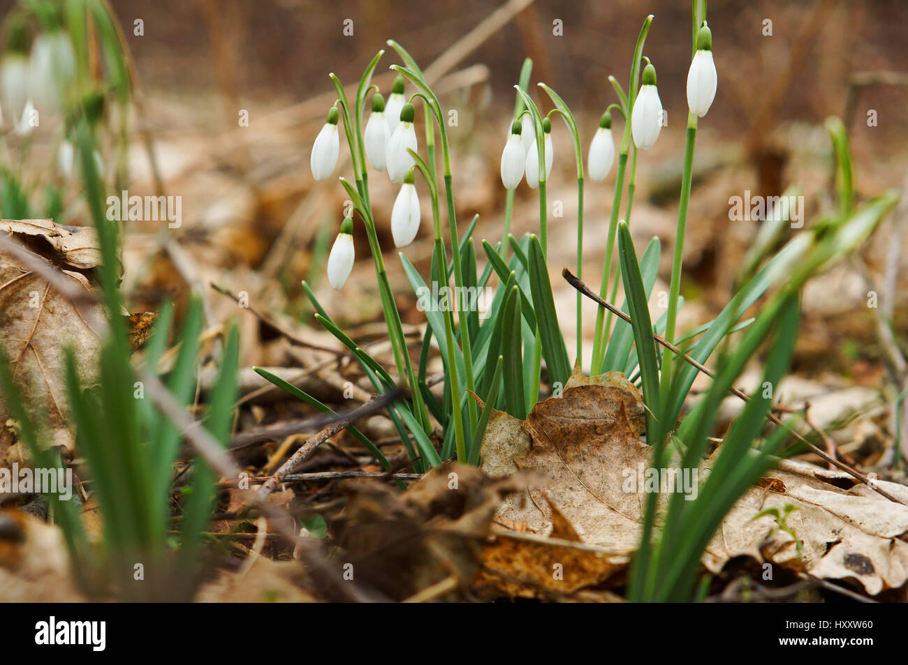first spring flowers snowdrops bloom in the forest Stock Photo - Alamy