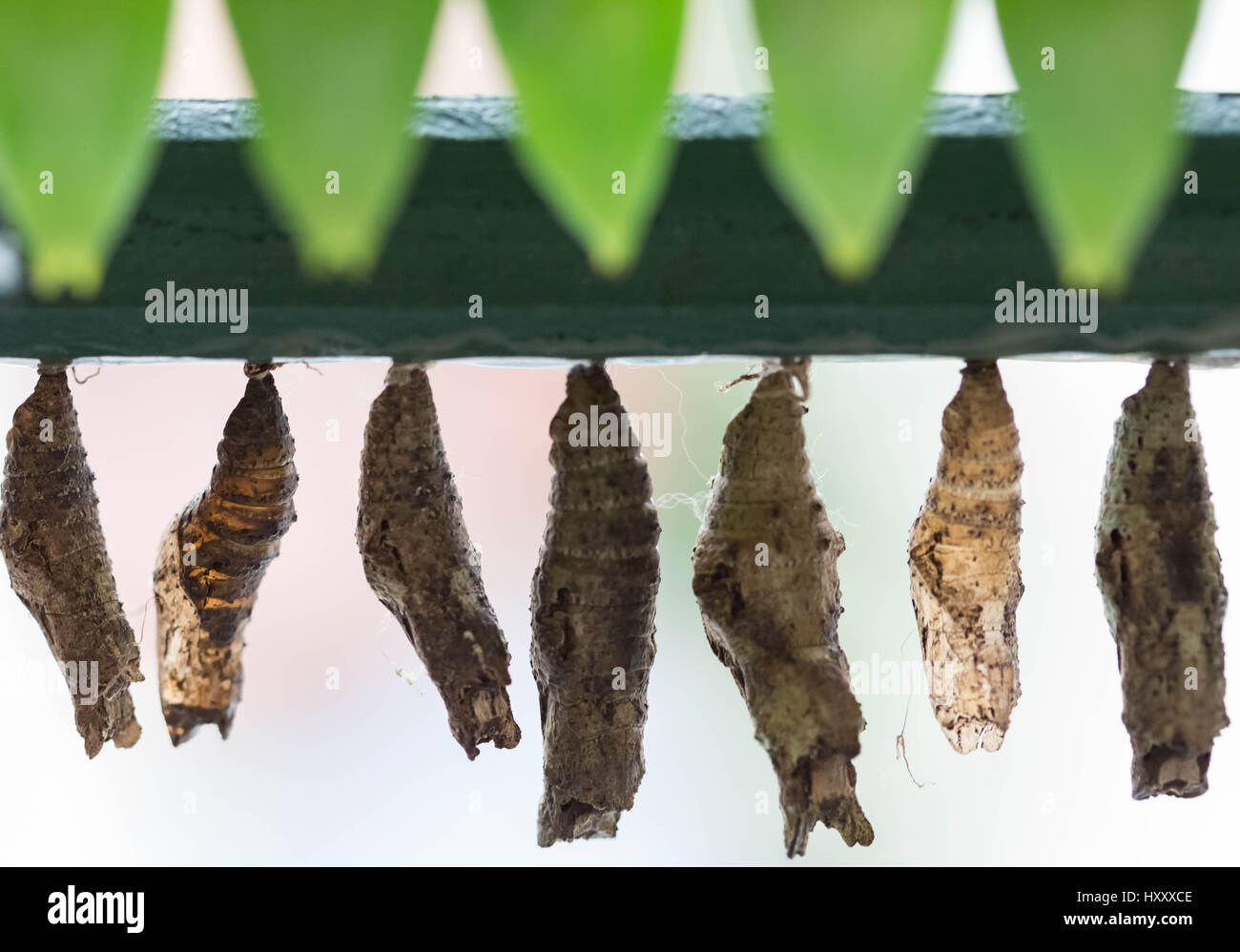 Live tropical butterflies hires stock photography and images Alamy