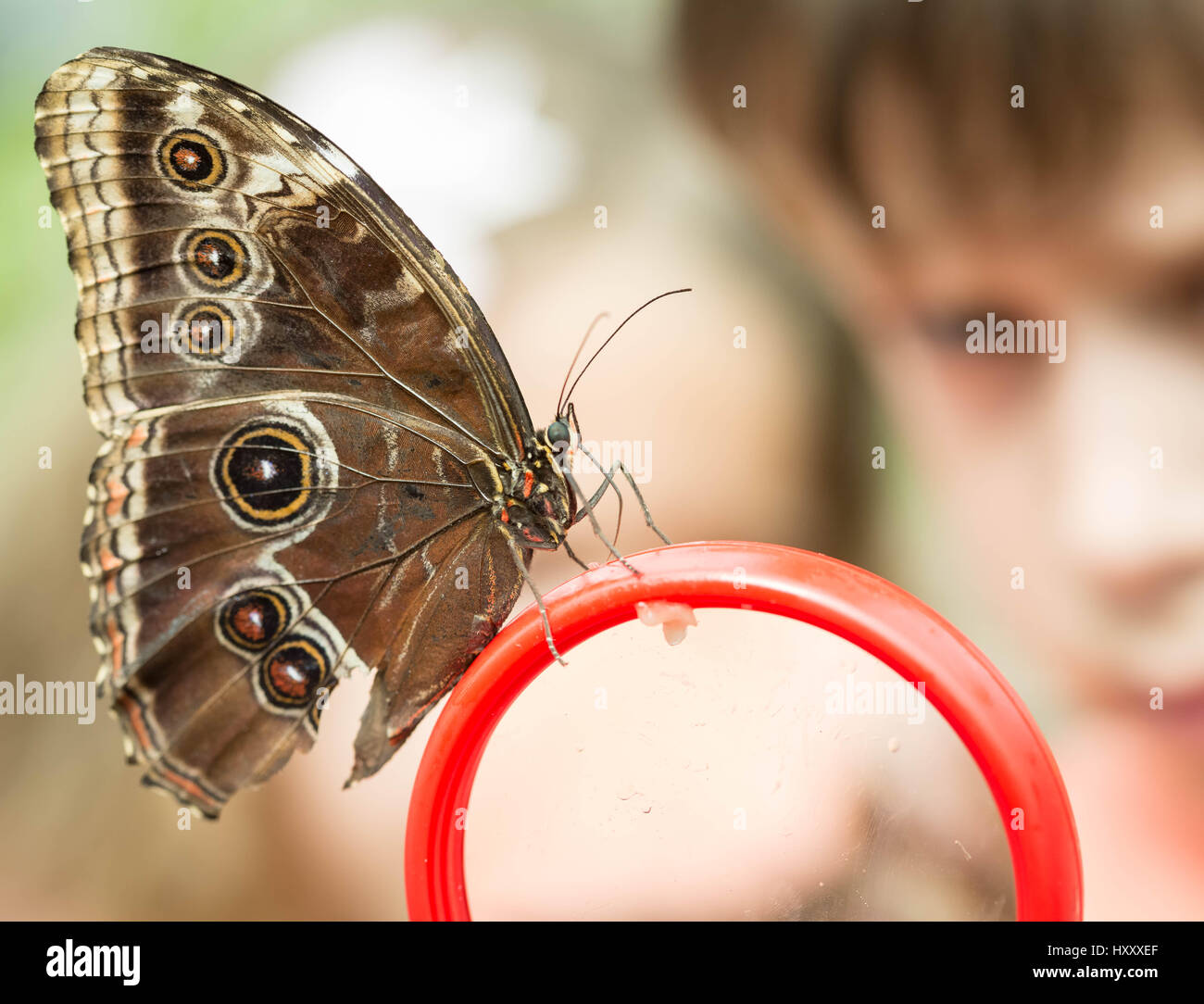 House of butterfly hires stock photography and images Alamy
