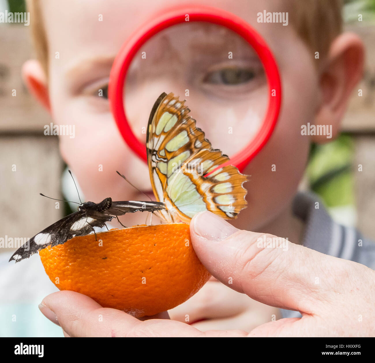 London, UK. 30th March, 2017. Live tropical butterflies fill the butterfly house for the returning ‘Sensational Butterflies’ exhibition at the Natural History Museum © Guy Corbishley/Alamy Live News Stock Photo