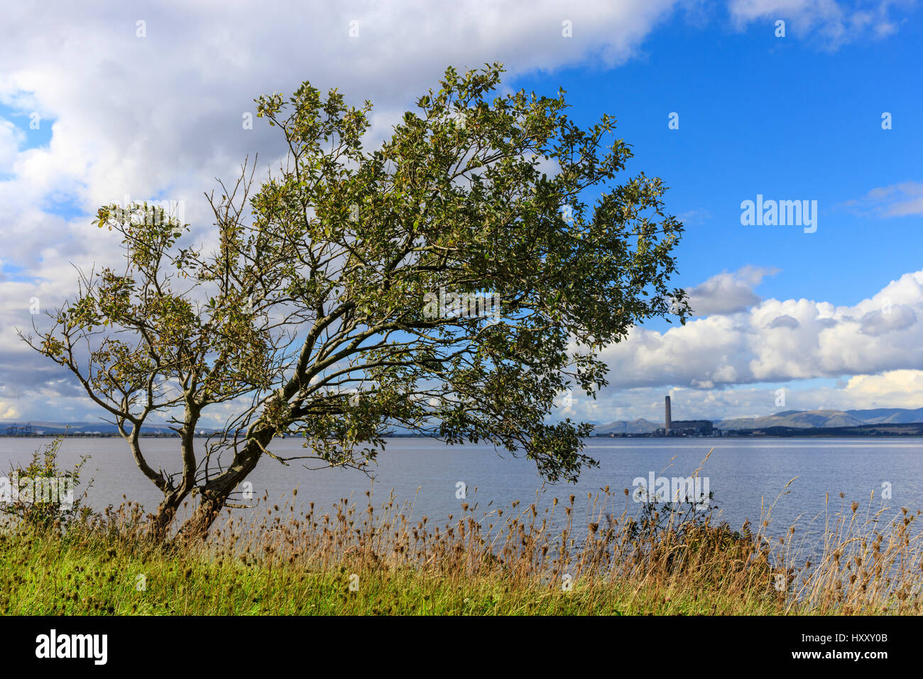 Tree by the Forth with the decommissioned Longannet power station in the background Stock Photo