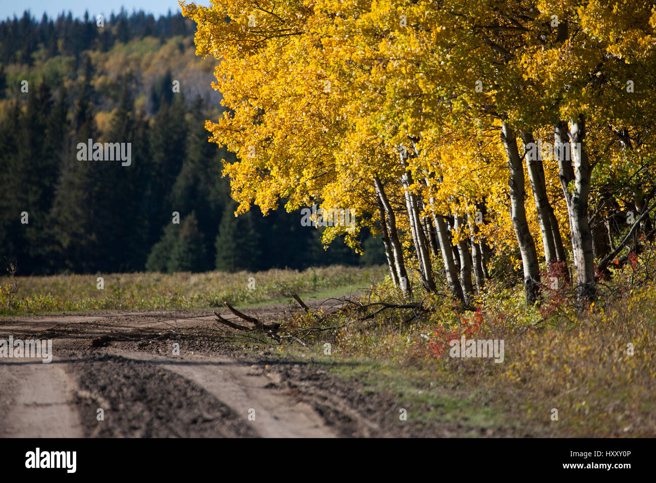 Autumn Colors Cypress Hills Canada interprovincial Park Stock Photo