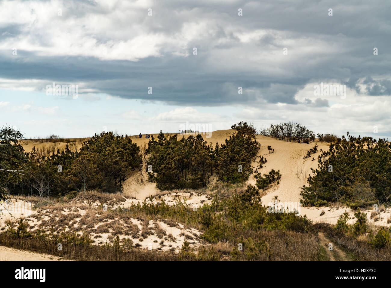 Dunes at Jockey's Ridge State Park are the largest natural sand dunes