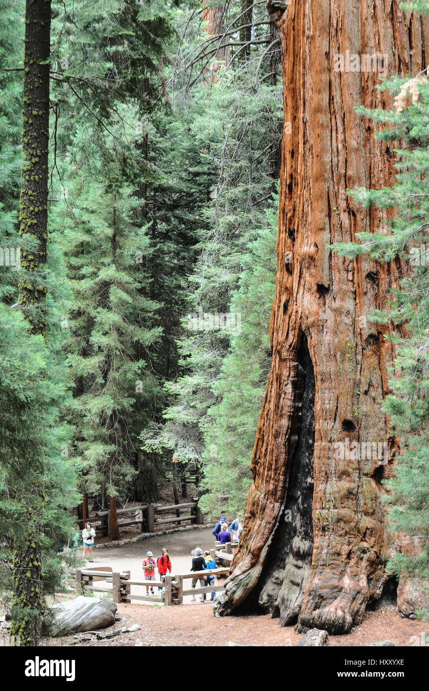 Sequoia National Park, California, United States Stock Photo
