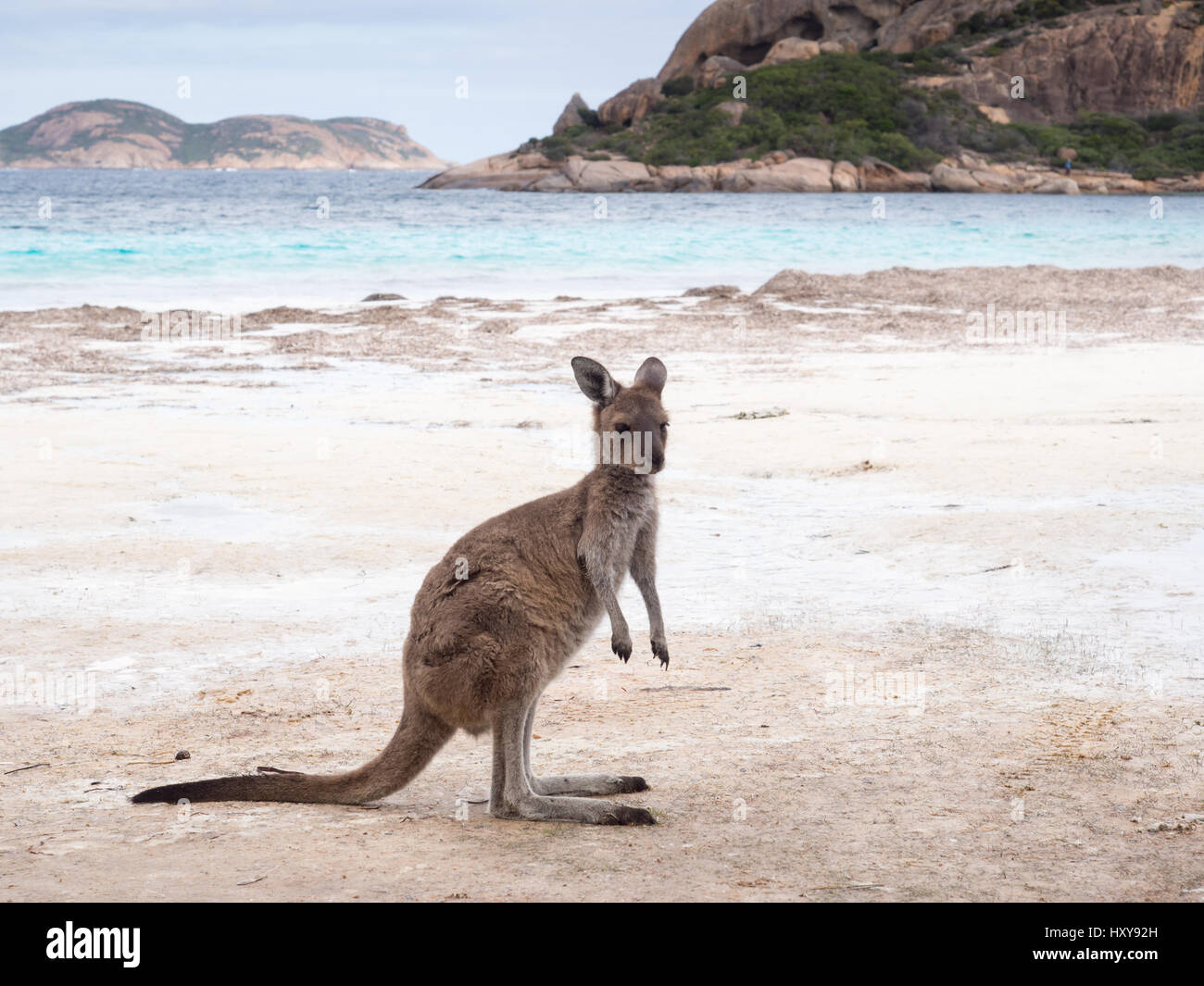 Kangaroo on beach in Lucky Bay, Cape Le Grand National Park, Western Australia Stock Photo