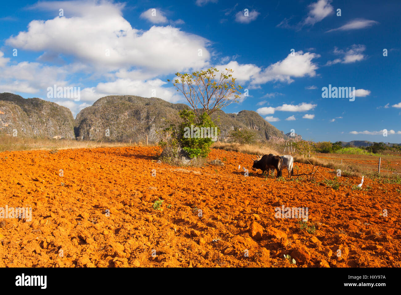 Farming on the famous tobacco area, Valley de Vinales, Pinar del Rio, Cuba. Stock Photo