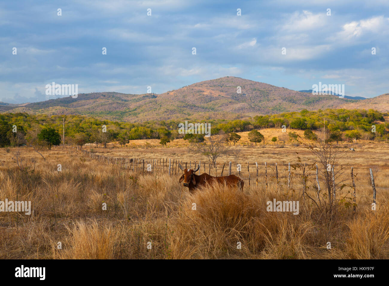 Horses and cows on pasture on Trinidad countryside, Cuba Stock Photo
