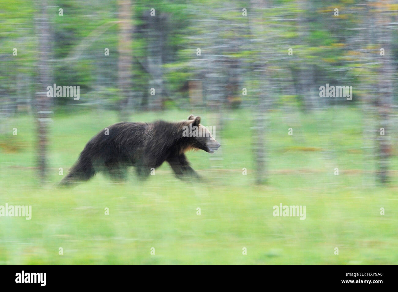 European brown bear (Ursus arctos) walking, Kuhmo, Finland. July. Stock Photo