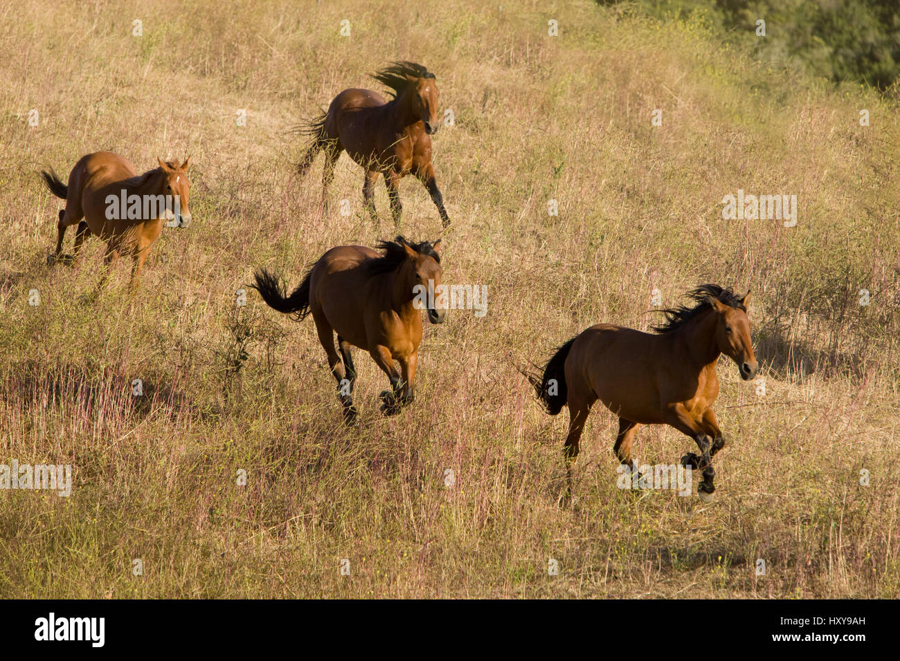 Mustangs run at Return to Freedom Sanctuary, Lompoc, California, USA. Stock Photo