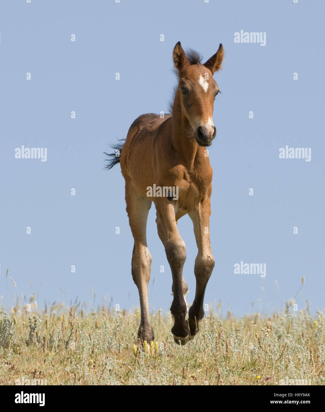 Mustang wild horse, bay foal running, Pryor Mountains, Montana, USA. Stock Photo