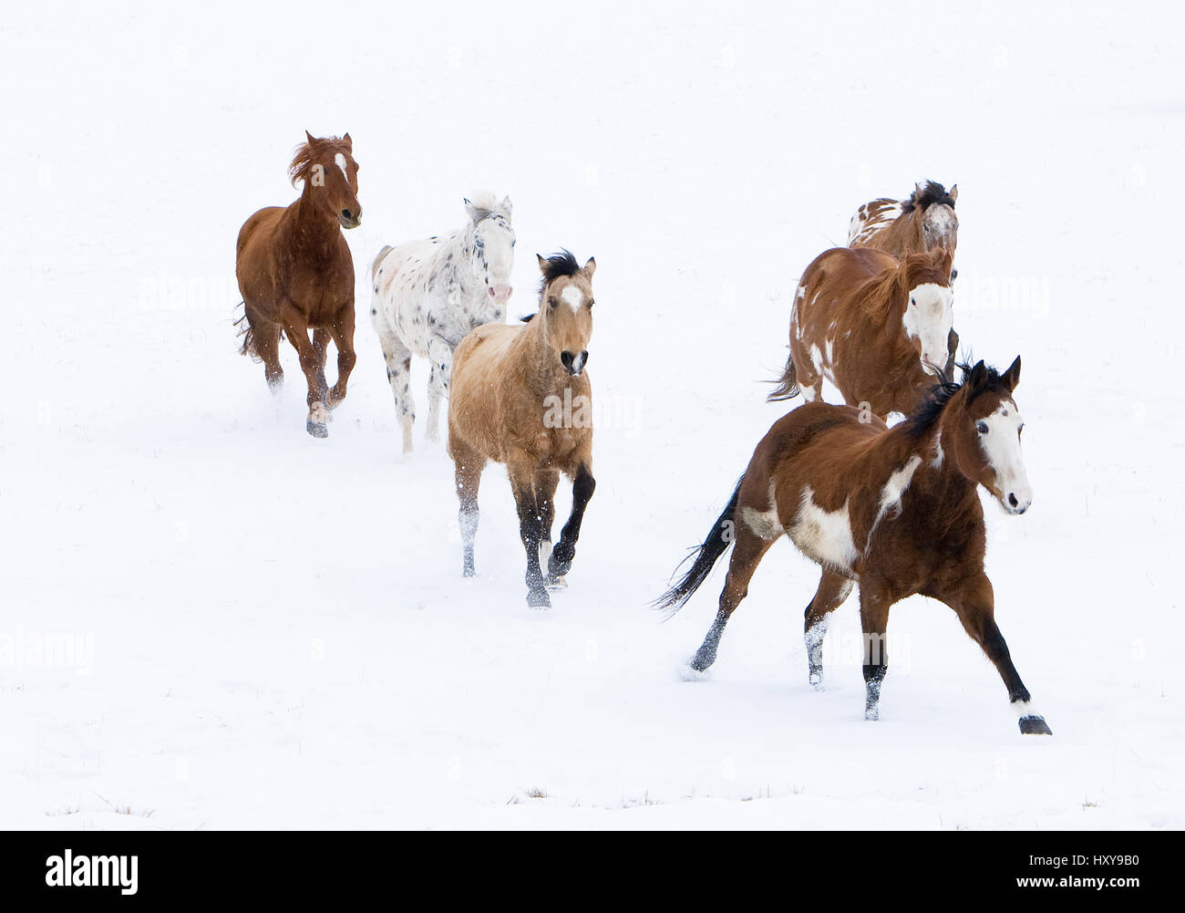 horse running in snow