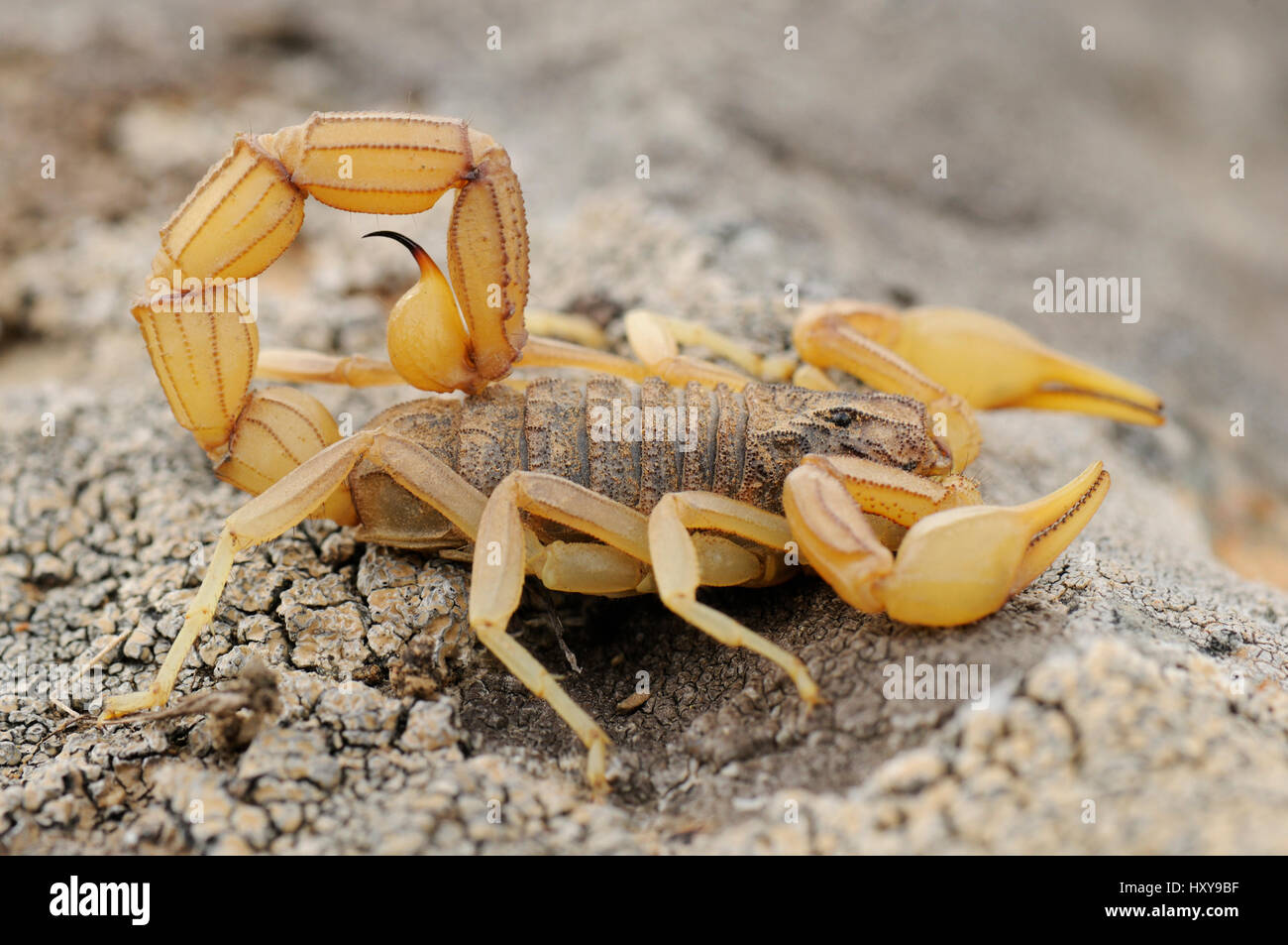 Yellow scorpion (Buthus occitanus). La Serena, Extremadura, Spain. March. Stock Photo