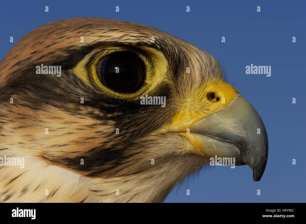 Lanner falcon (Falco biarmicus), head portrait of captive falconry bird, Dubai, United Arab Emirates. Stock Photo
