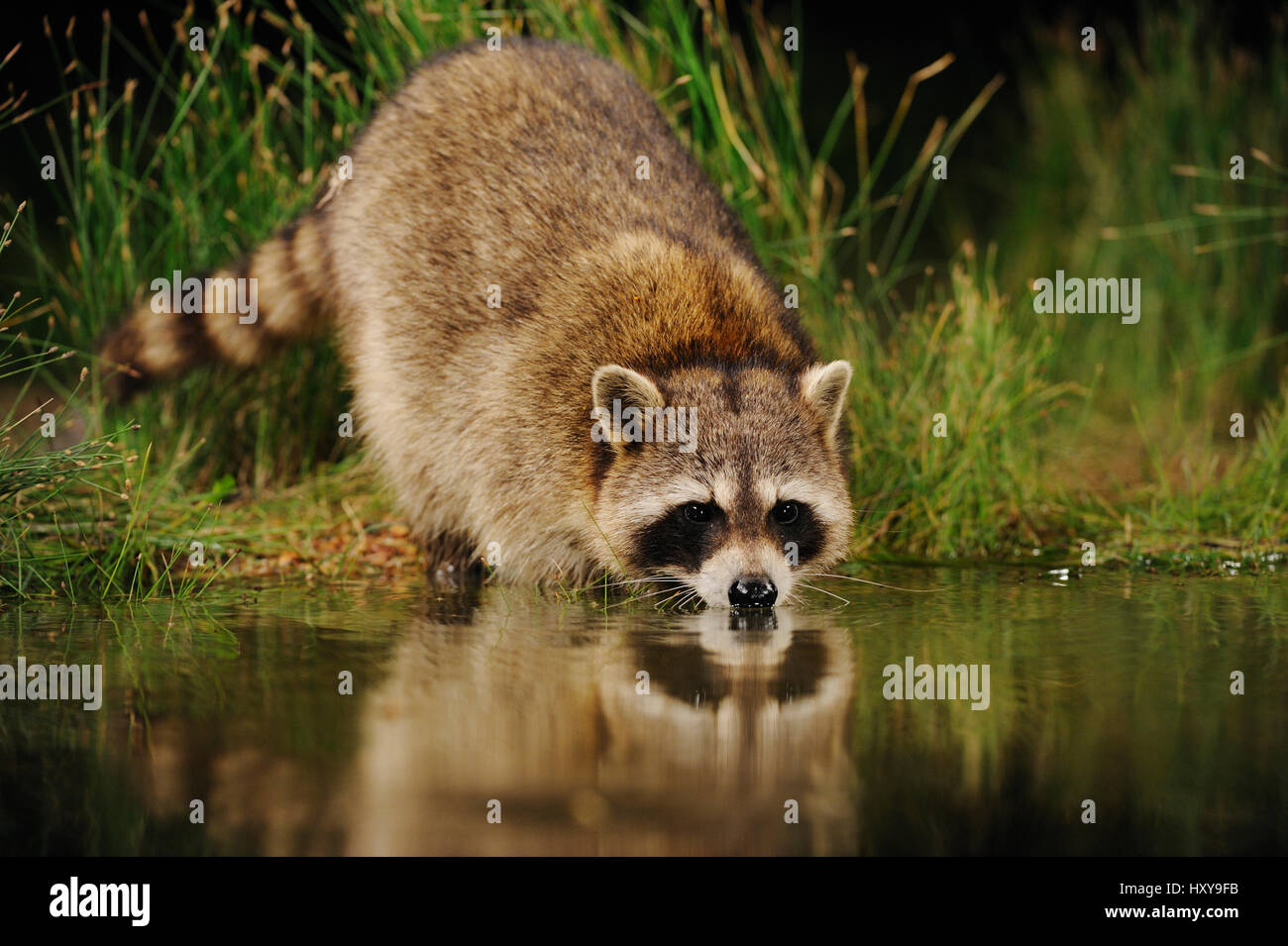 Northern Raccoon (Procyon lotor) drinking from wetland lake. Fennessey Ranch, Refugio, Coastal Bend, Texas Coast, USA. Stock Photo