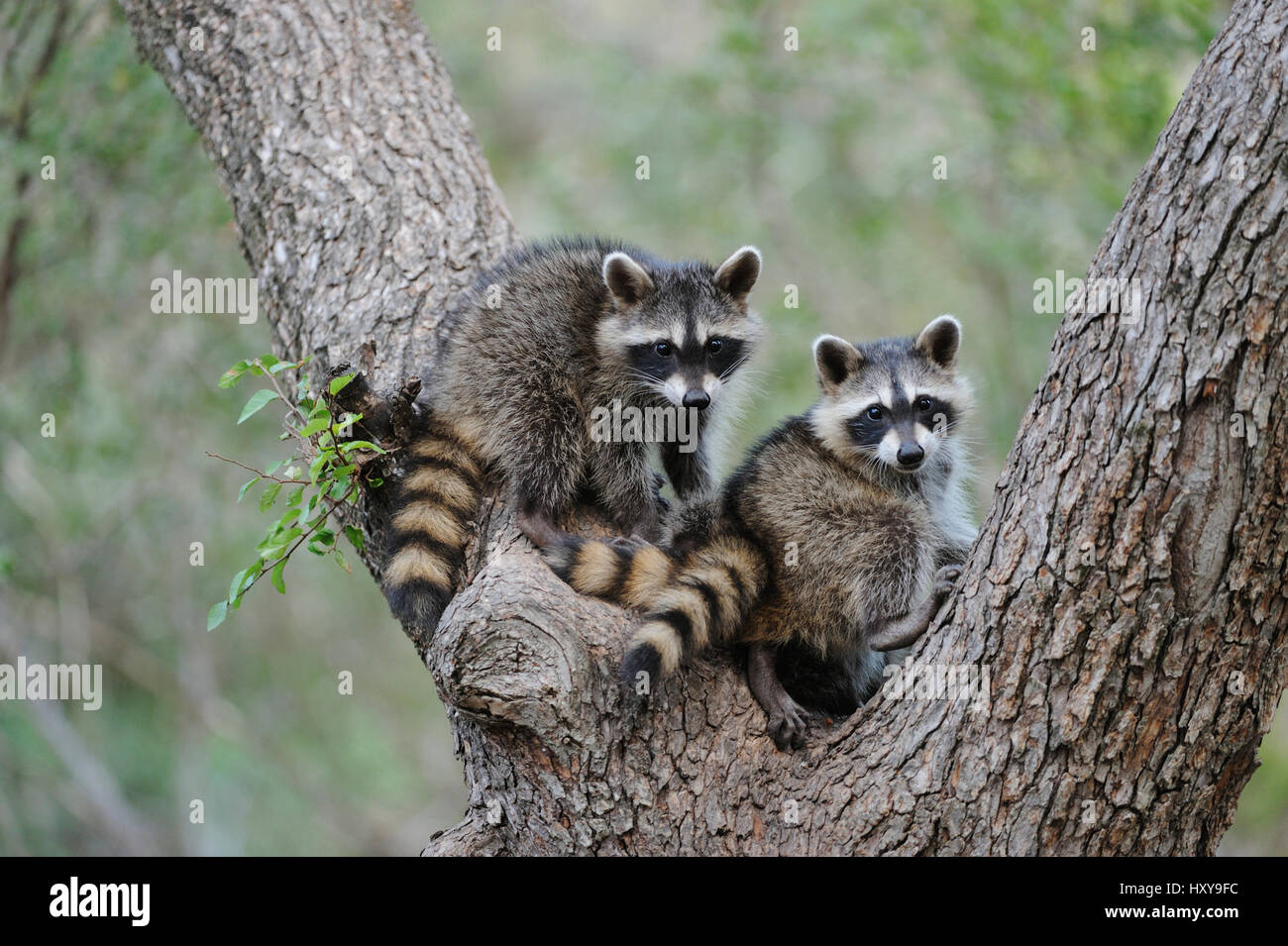 Juvenile Northern Raccoons (Procyon lotor) climbing Cedar Elm (Ulmus crassifolia). New Braunfels, San Antonio, Hill Country, Central Texas, USA. Stock Photo
