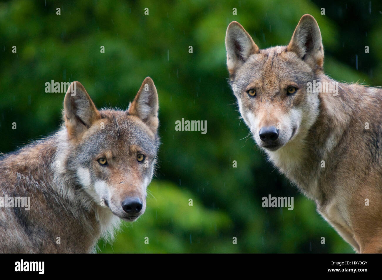 Two Grey wolves (Canis lupus) head portraits with damp coats from rain shower, captive. Stock Photo