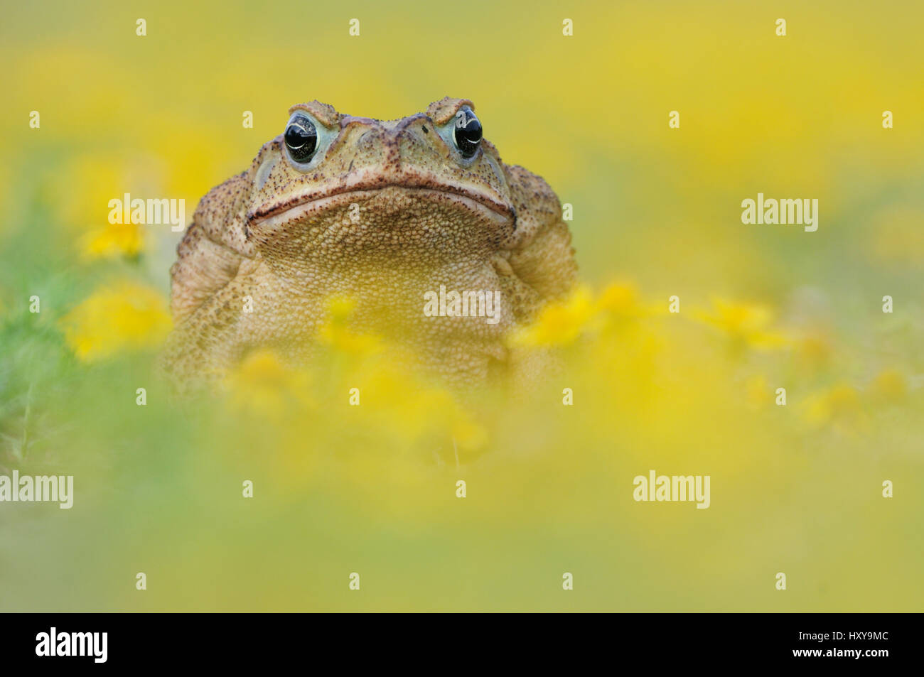 Cane Toad / Marine Toad / Giant Toad (Bufo marinus) adult in Dogweed (Dyssodia pentachaeta