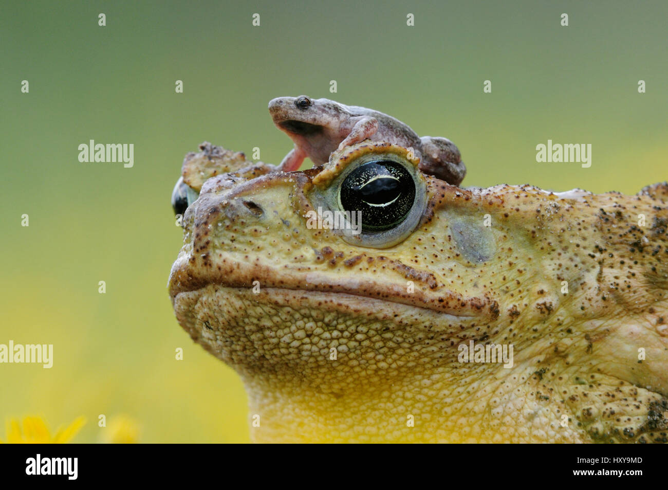 Cane toad / Marine toad / Giant toad (Bufo marinus) adult with Great plains narrowmouth toad