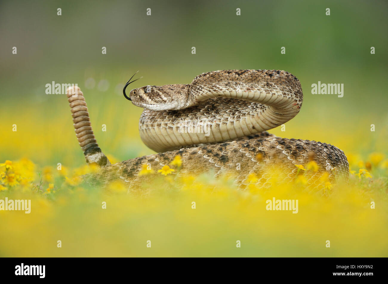 Western Diamondback Rattlesnake (Crotalus atrox), adult in striking pose with rattle raised, in wildflowers. Laredo, Webb County, South Texas, USA. April. Stock Photo