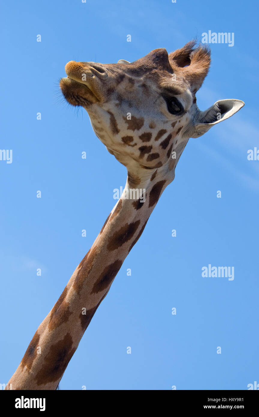 Rothschild's giraffe (Giraffa camelopardalis rothschildi) head and neck ...