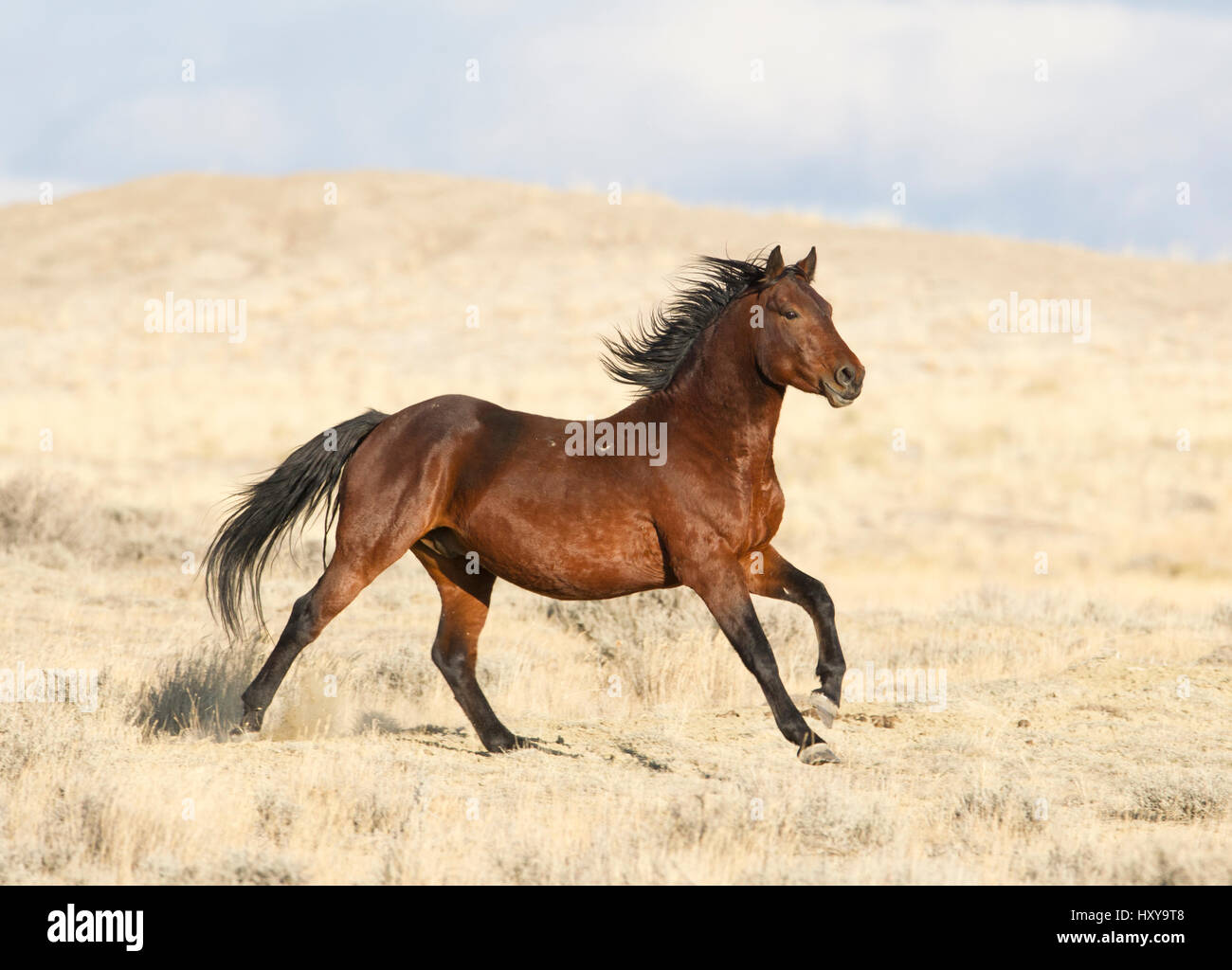 Wild horse / Mustang, bay running, Great Divide Basin, Wyoming, USA