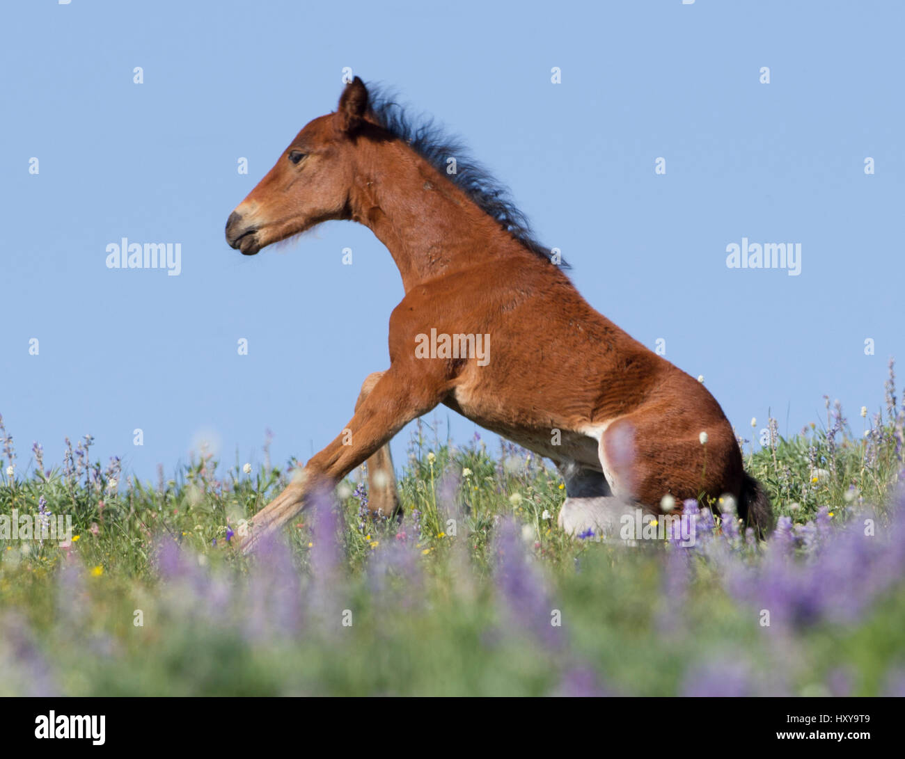 Wild horse / Mustang, foal getting up from resting amongst wild flowers, Pryor mountains, Montana, USA Stock Photo