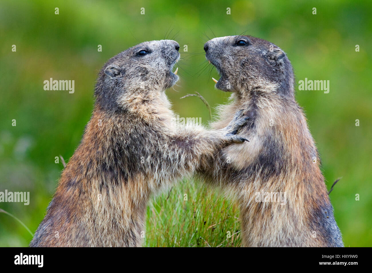 Alpine marmots (Marmota marmota) fighting, Hohe Tauern National Park, Austria, July Stock Photo