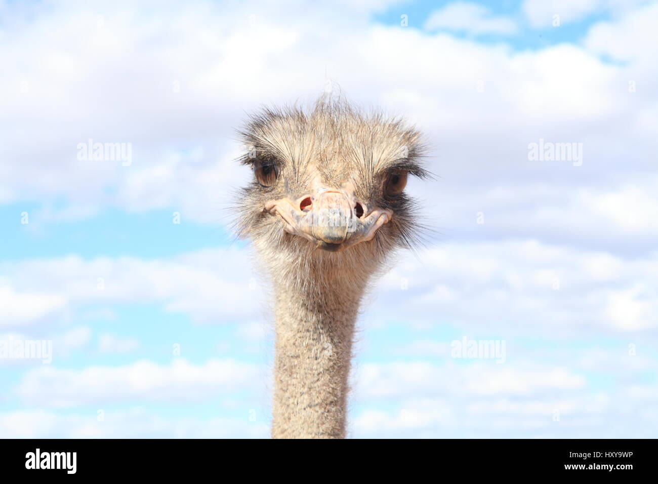 Ostriches faces Stock Photo