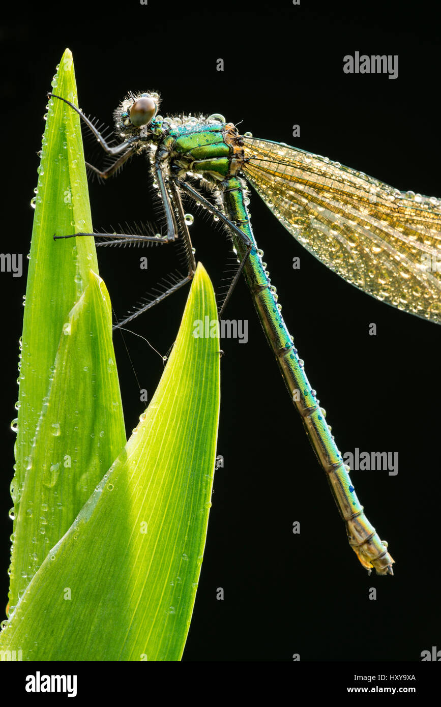 Banded demoiselle {Calopteryx splendens}, resting on reed covered in dew, Lower Tamar Lakes, Cornwall/Devon border, UK. May Stock Photo