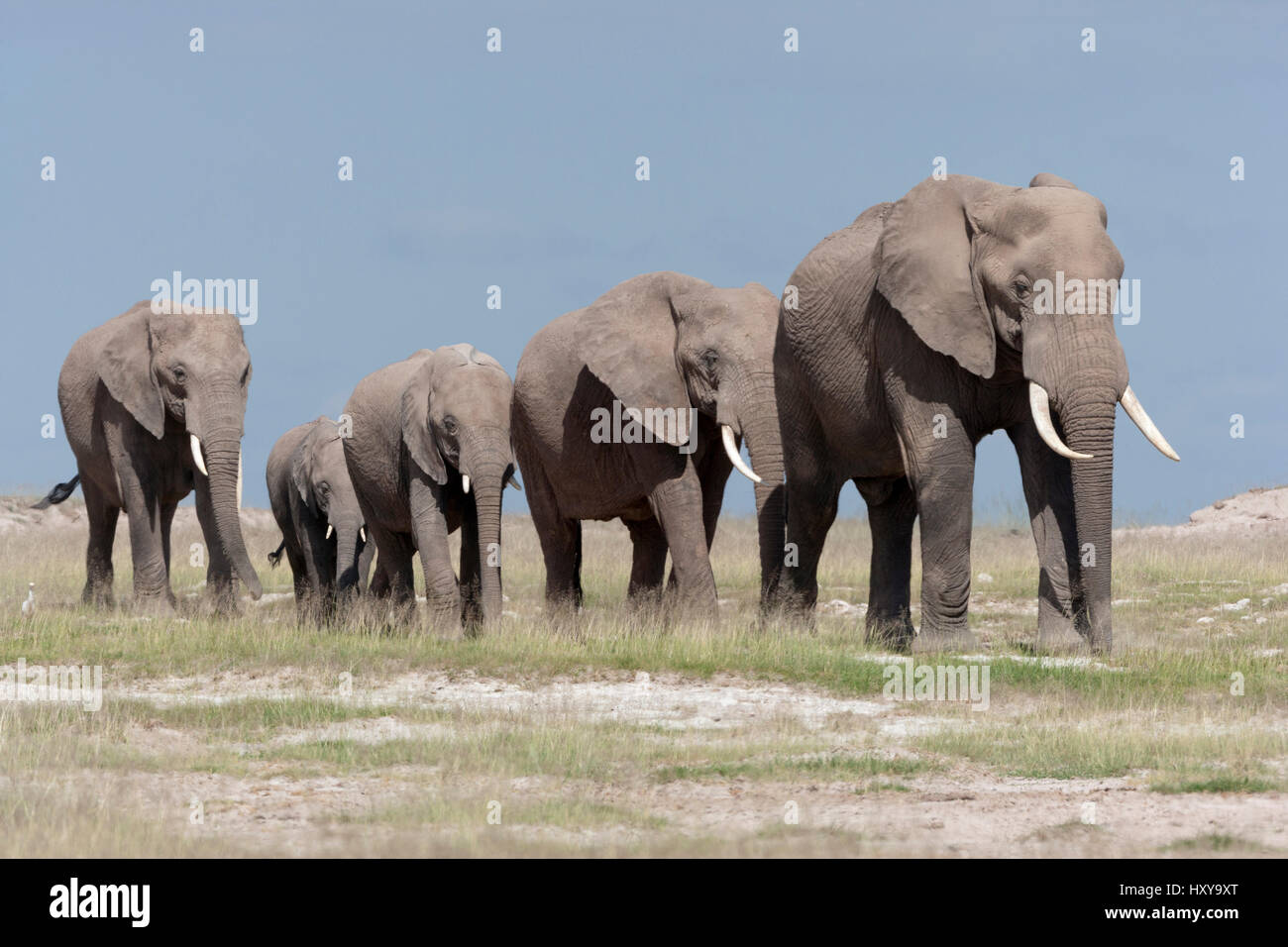 African Elephant (Loxodonta africana) herd walking in line. Amboseli National Park, Kenya. Stock Photo