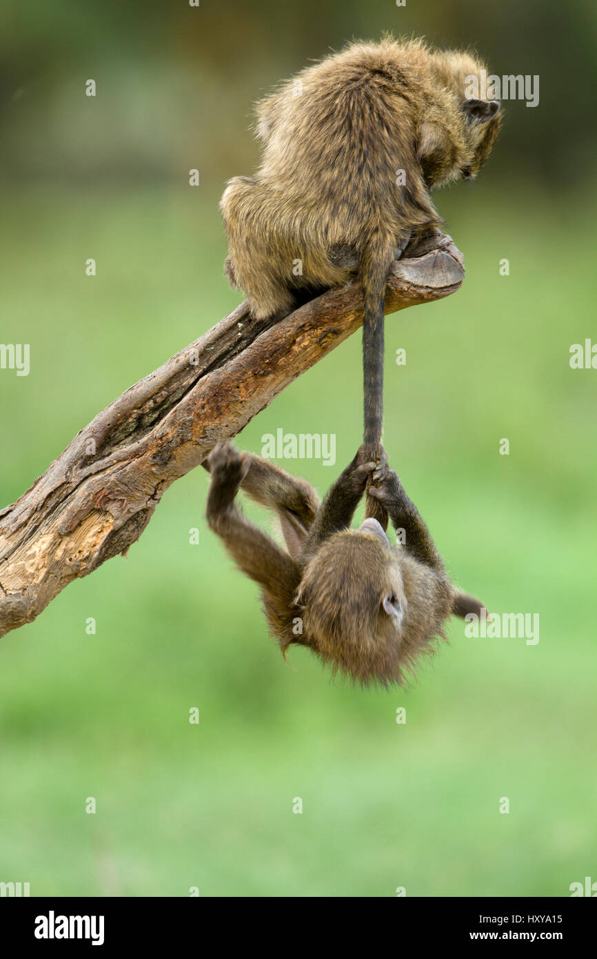 Young Olive baboons (Papio hamadryas anubis) playing with one hanging from the others tail, Nakuru National Park, Kenya Stock Photo