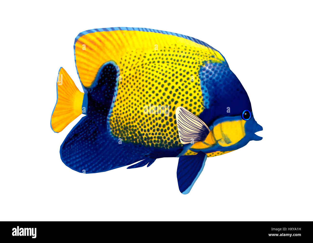 3D rendering of a blue-girdled angelfish isolated on white background Stock Photo