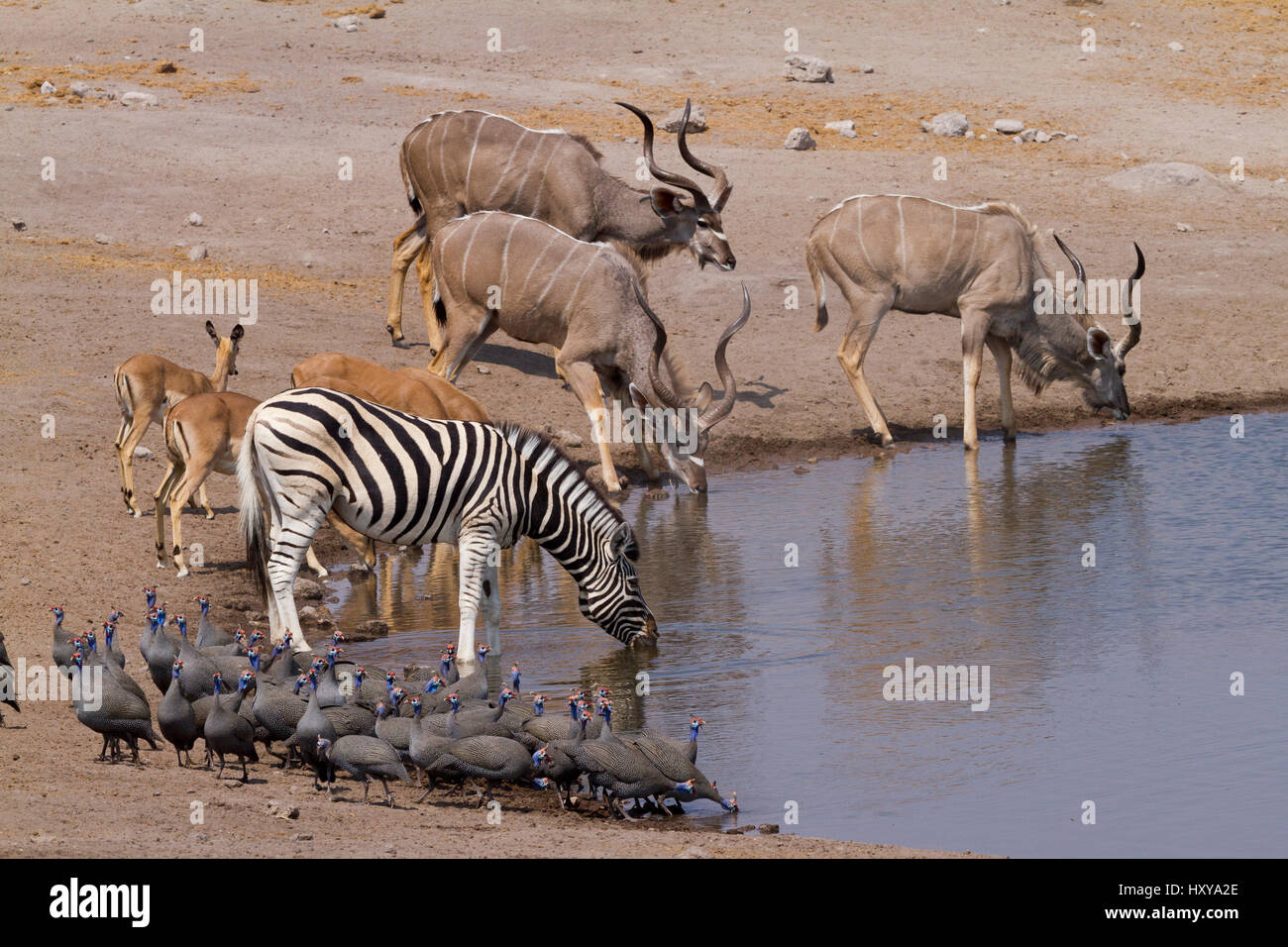 Greater kudu (Tragelaphus strepsiceros) males drinking at a waterhole with Impalas (Aepyceros melampus) and Zebras (Equus quagga) Etosha National Park, Namibia Stock Photo