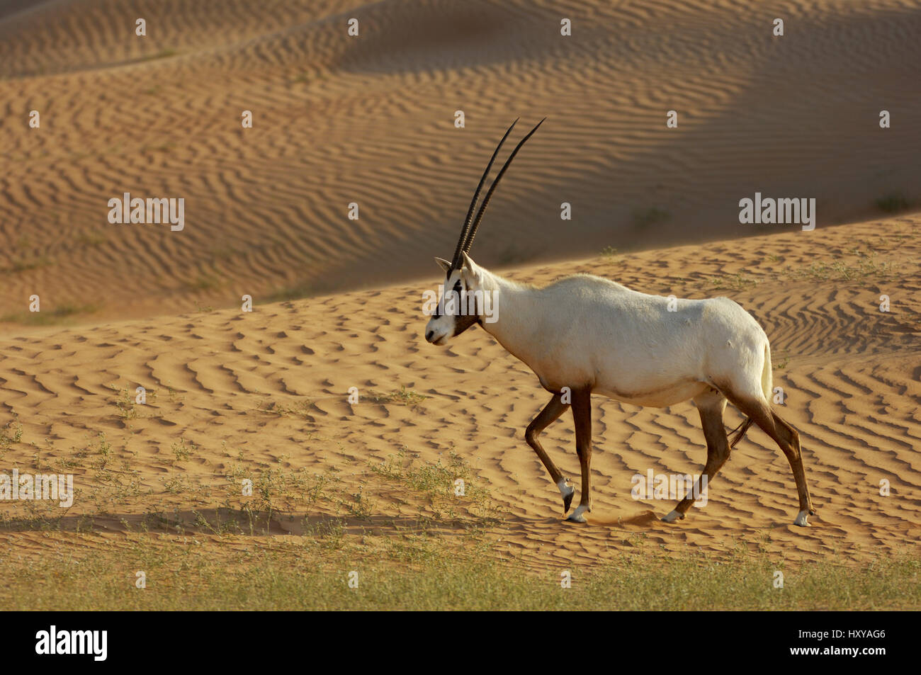 Arabian Oryx (Oryx leucoryx) Dubai Desert Conservation Reserve, Dubai, UAE  Stock Photo - Alamy