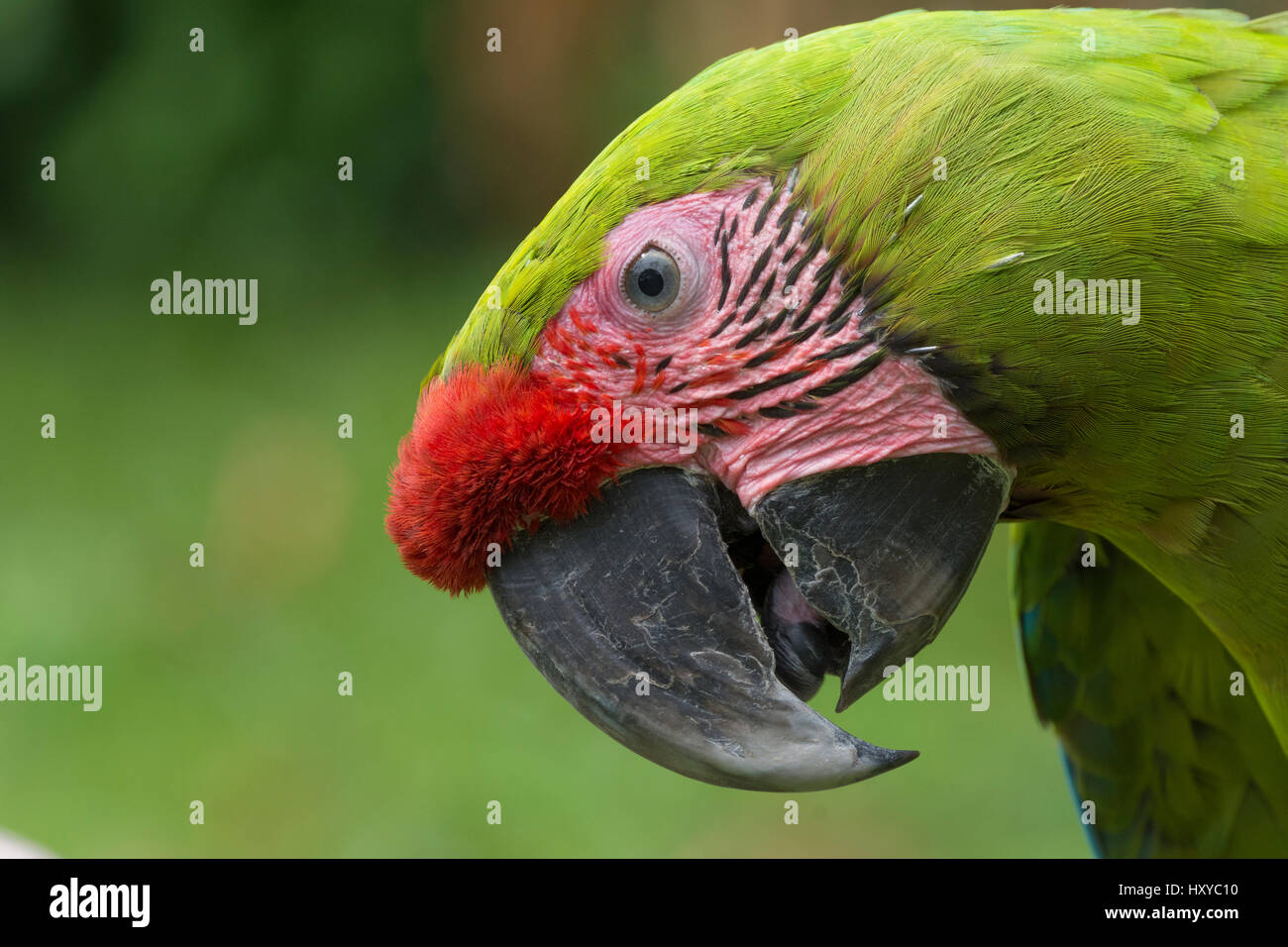 Great Green Macaw (Ara ambiguus) portrait, El Manantial Macaw Sanctuary, Costa Rica. Captive. Stock Photo