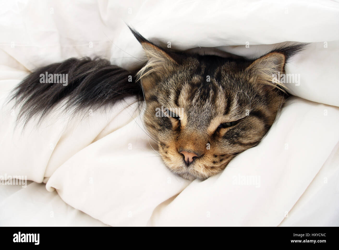 Brown Tabby Maine Coon cat who is feeling sick, ill, tired, cold or