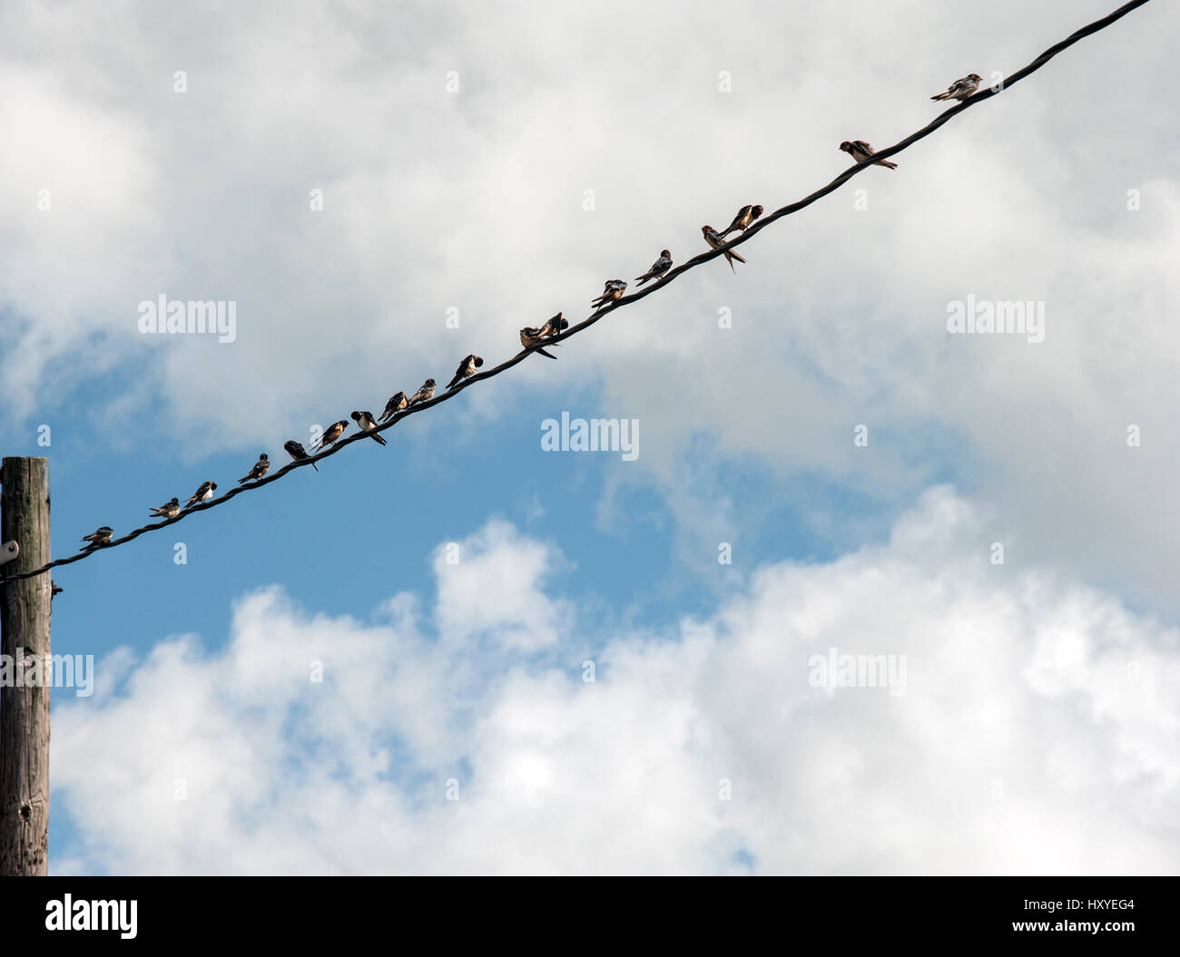 Birds on a Wire Stock Photo