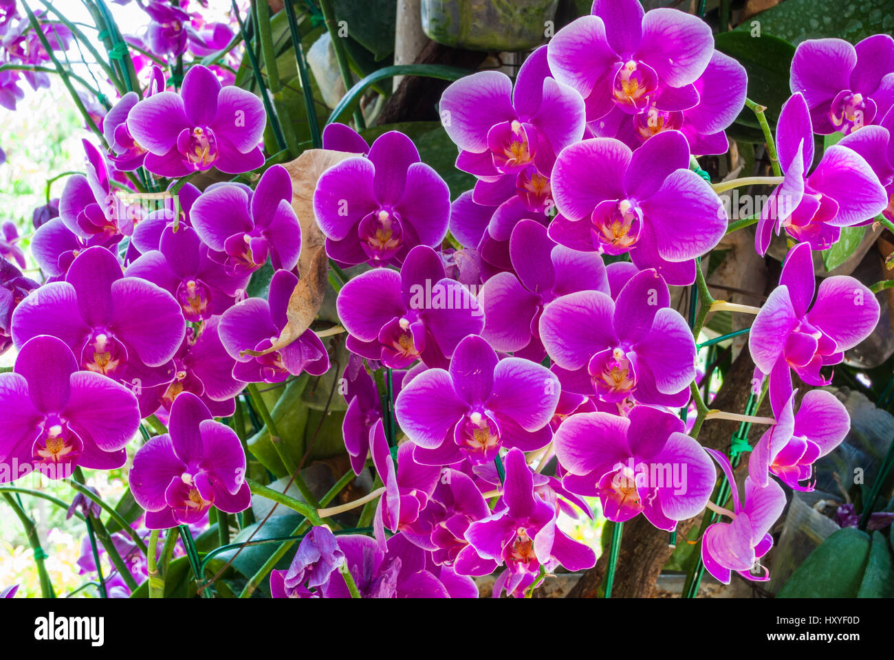 Purple cymbidium hi-res stock photography and images - Alamy