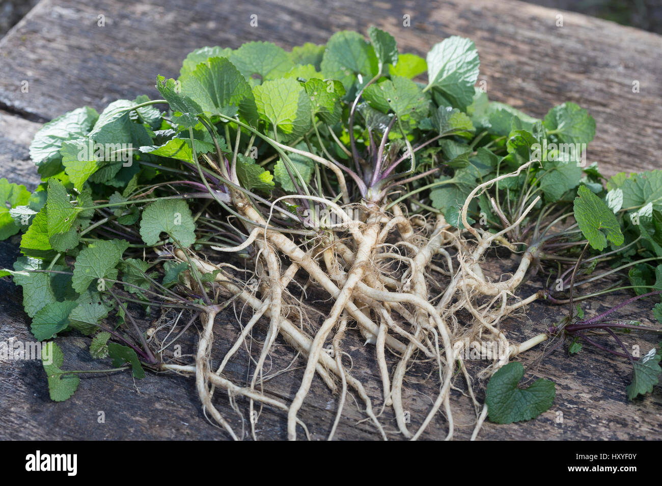 Gewöhnliche Knoblauchsrauke, Ernte, ernten, Kräuterernte, Wurzel, Wurzeln, Knoblauchsrauken-Wurzeln, Knoblauchsrauken-Wurzel, Knoblauchsraukenwurzeln, Stock Photo