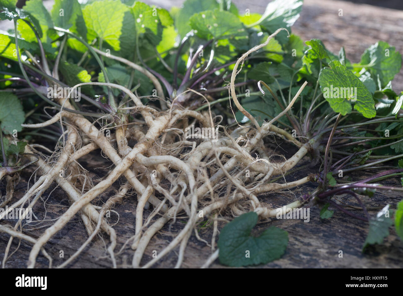 Gewohnliche Knoblauchsrauke Ernte Ernten Krauterernte Wurzel