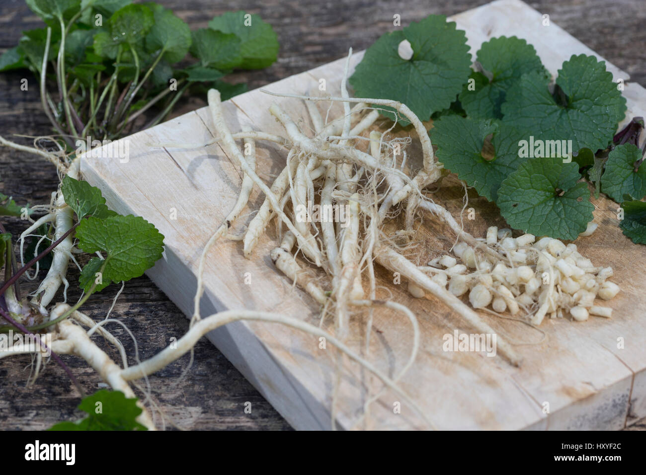 Gewöhnliche Knoblauchsrauke, Ernte, ernten, Kräuterernte, Wurzel, Wurzeln, Knoblauchsrauken-Wurzeln, Knoblauchsrauken-Wurzel, Knoblauchsraukenwurzeln, Stock Photo