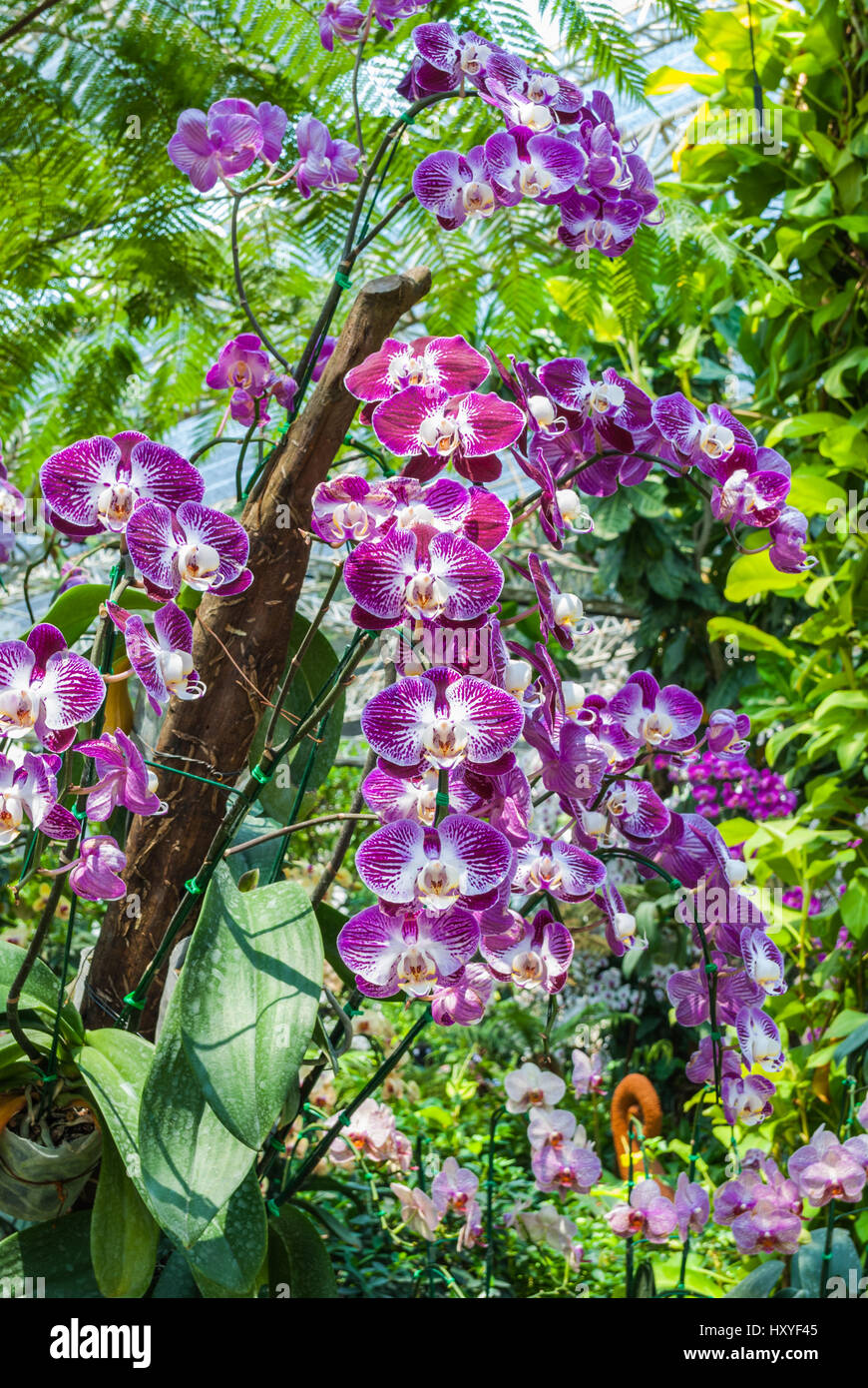 Closeup to Beautiful Purple Vanda SPP. Orchid/ ORCHIDACEAE Stock Photo