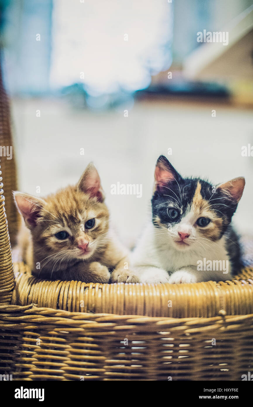 Pictures of two small kittens sat on a wicker chair Stock Photo