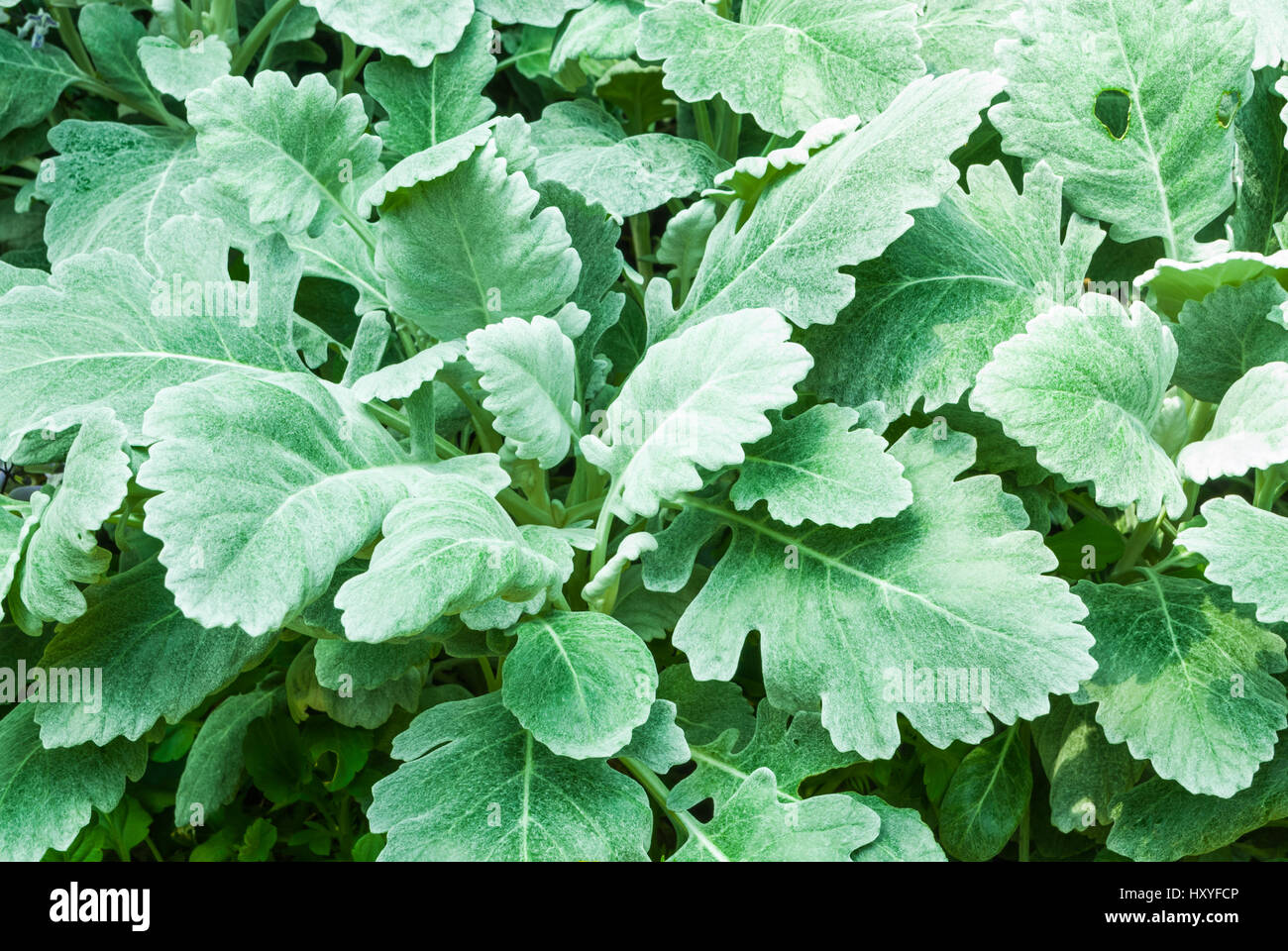 Closeup to Dusty Miller/ Senecio cineraria DC./ Asteraceae Leaves Background Stock Photo