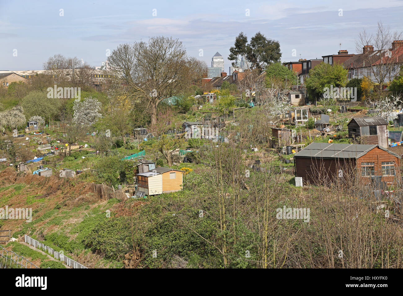 Public allotments next to the railway line in Brockley, southeast London where local residents grow fruit and vegetables. Shows Canary Wharf beyond. Stock Photo