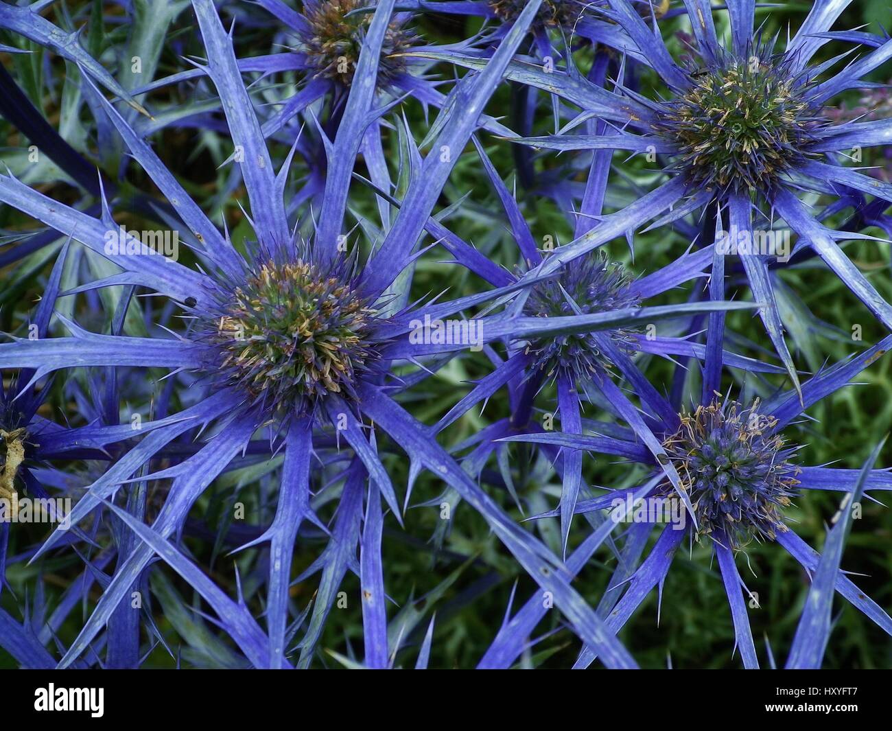 Spiky blue sea holly flowers, also called Eryngium maritimum or seaside eryngo a coastal plant, taken in a garden in North Devon, England, UK. Stock Photo