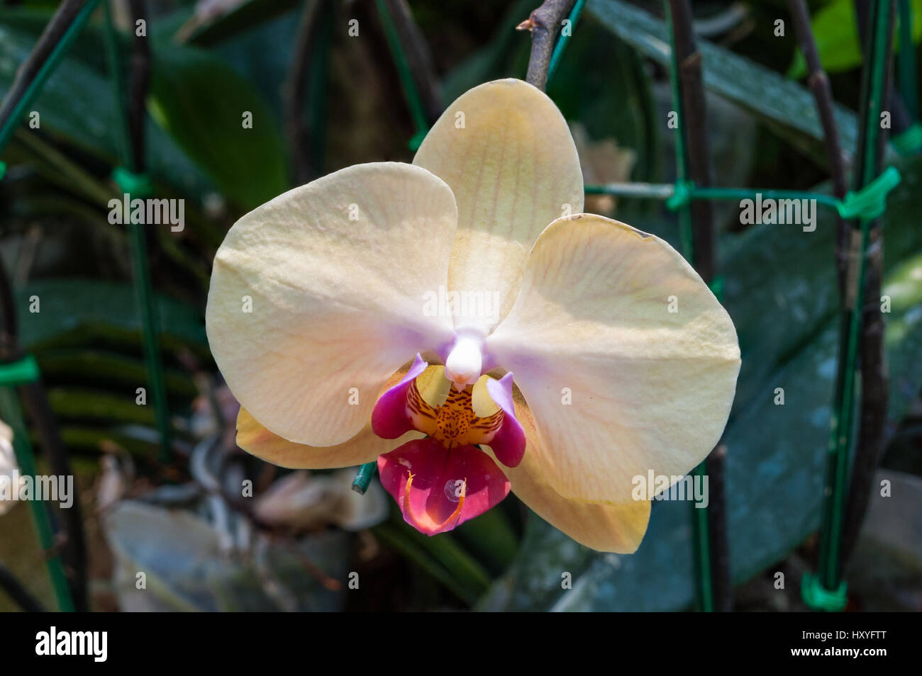 Closeup to Beautiful Purple Vanda Lilacina Teijsm & Binnend. Orchid/ ORCHIDACEAE Stock Photo