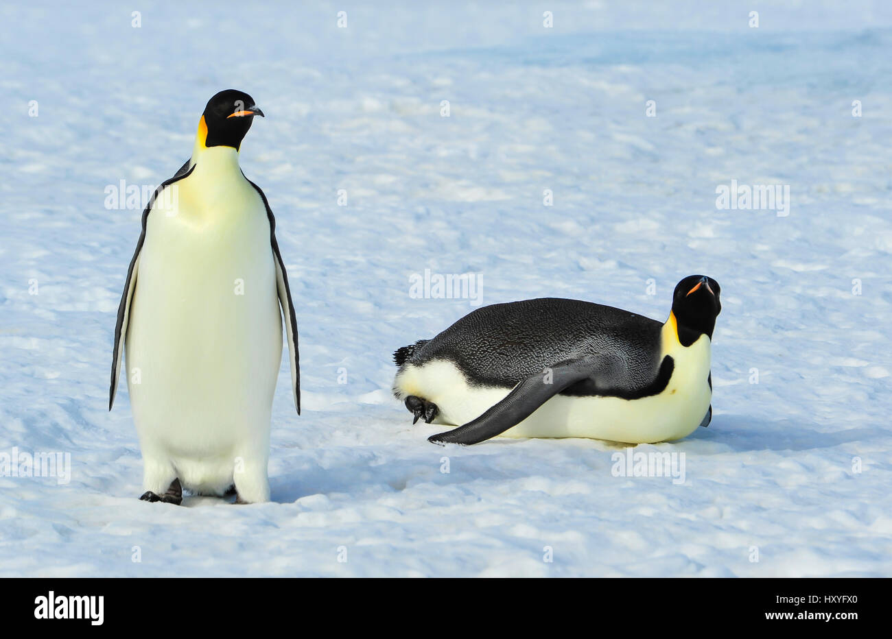 Two Emperor Penguins on the snow Stock Photo