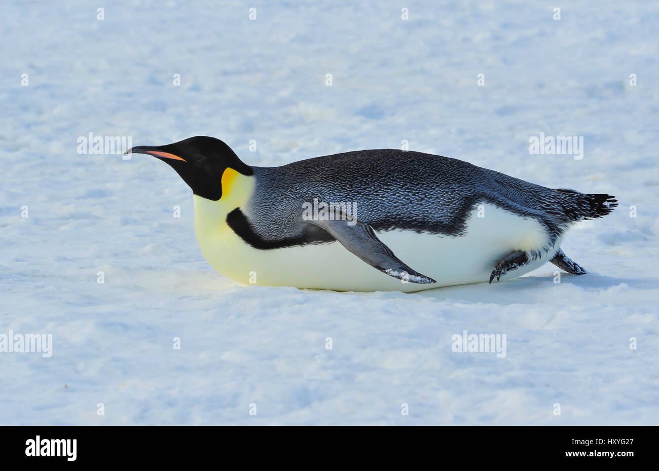 Emperor Penguin on the snow Stock Photo